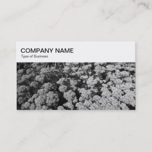 Panneau supérieur - Carte de visite Sedum BW