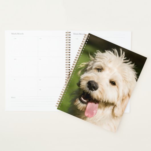 Panneaux de chiot Goldendoodle (Devant avec enveloppe)