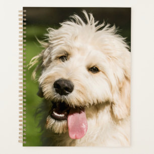Panneaux de chiot Goldendoodle