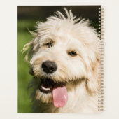 Panneaux de chiot Goldendoodle (Dos)