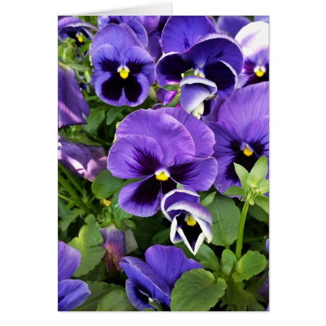 panneaux violets (Devant)
