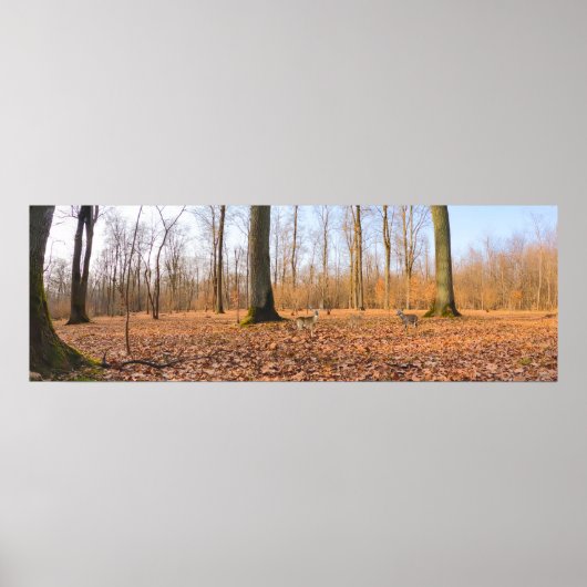 Panorama Poster (Voorkant)