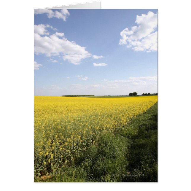 Panorama vertical d'un champ de canola jaune dans (Devant)