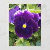 Panser violet profond, Carte postale (Devant)
