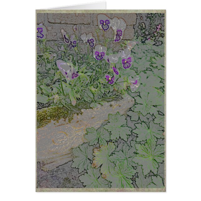 Pansieën in terra-cotta planter (Voorkant)