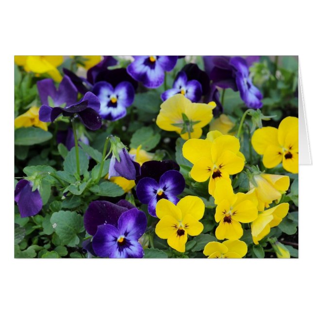 Pansies (Voorkant Horizontaal)