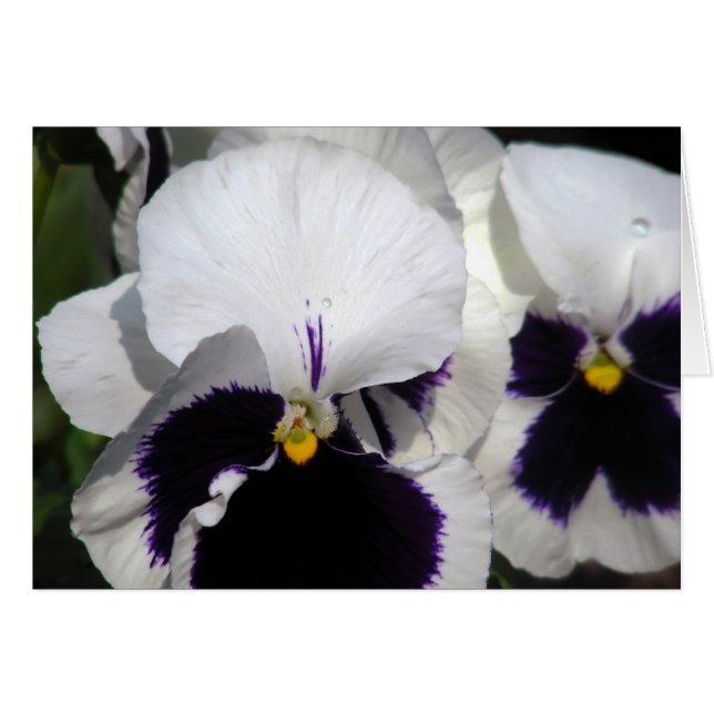 Pansies (Devant horizontal)