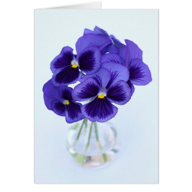 Pansies (Voorkant)