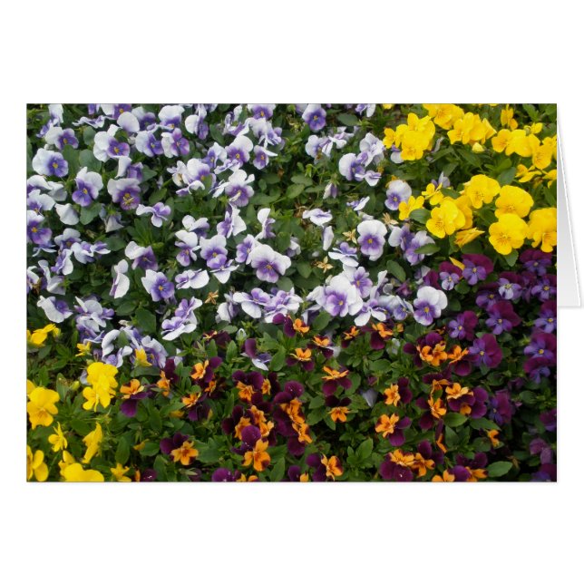 Pansies (Voorkant Horizontaal)