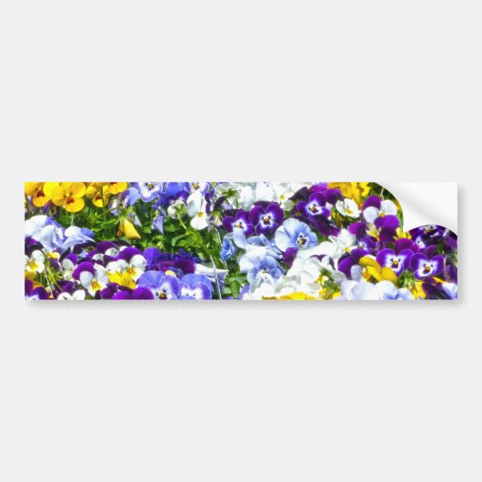 Pansies Bumpersticker (Voorkant)