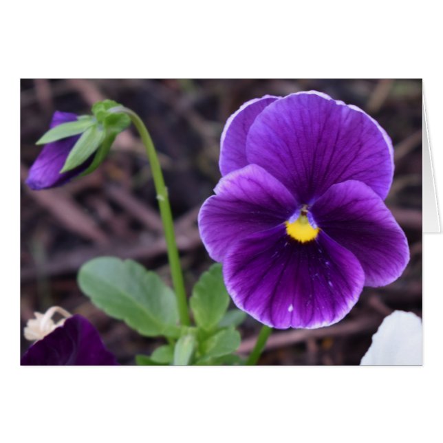 Pansies, carte (Devant horizontal)
