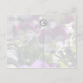 Pansies CC0474 Flower Celebration Carte postale (Dos)