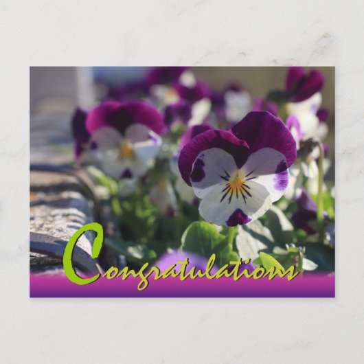Pansies CC0474 Flower Celebration Carte postale (Devant)