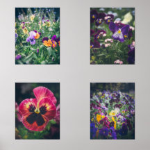 Pansies colorées dans un jardin de campagne d'été