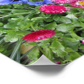 Pansies en madeliefjes poster (Hoek)