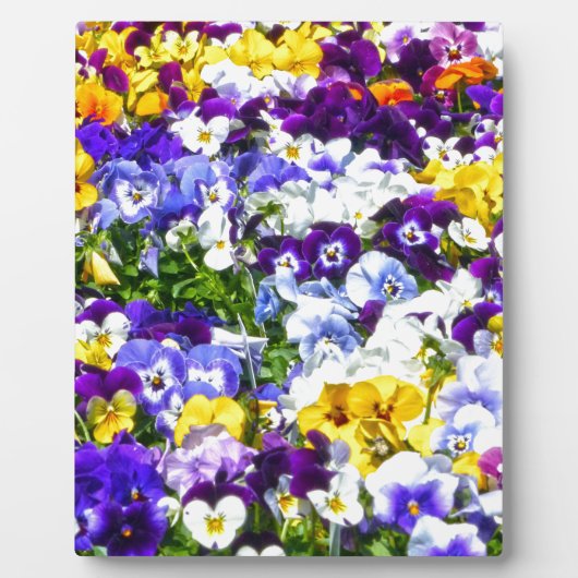 Pansies Fotoplaat (Voorkant)