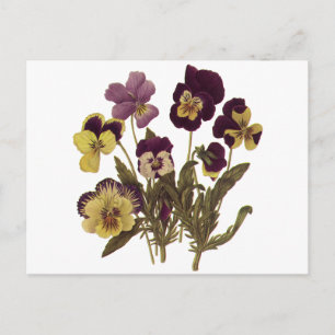  Pansies in Bloom, Floral Garden Flowers Briefkaart