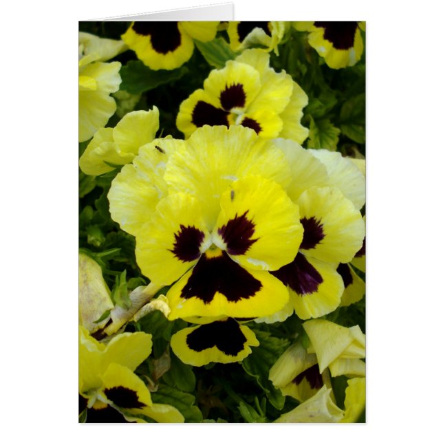 Pansies Jaunes D'Or Sur Bush, (Devant)
