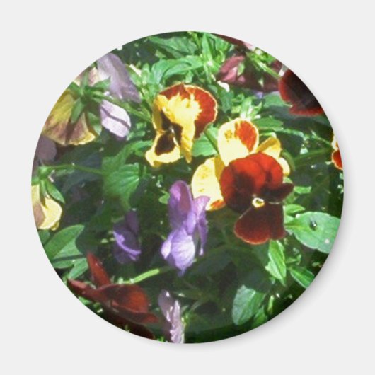 Pansies Magneet (Voorkant)