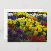 Pansies op Briefkaart (Voorkant / Achterkant)