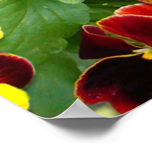 Pansies ~ Poster (Coin)