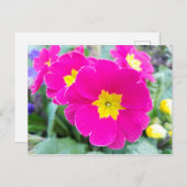 Pansies roses dans la carte postale du parc (Devant / Derrière)