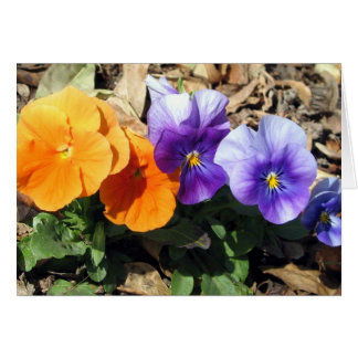 Pansies vibrantes