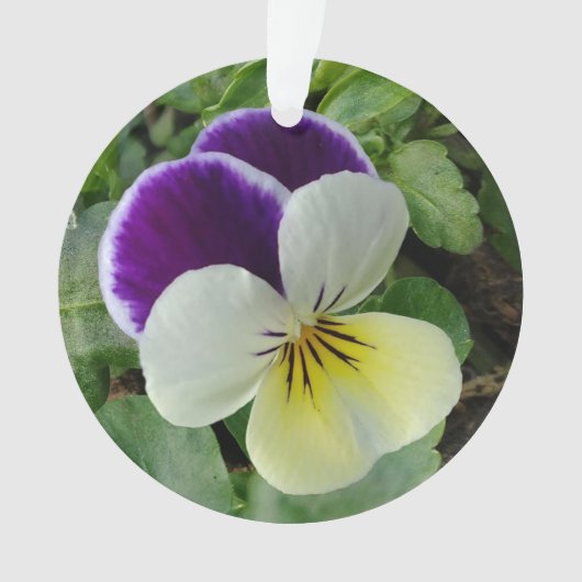 Pansies violettes (devant)