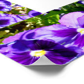 Pansies violettes Cadre photo, Poster (Coin)