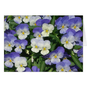 Pansies violettes Jardin Floral