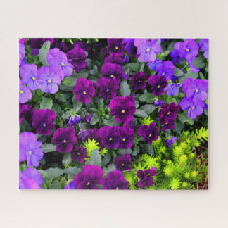 Pansies violettes Puzzle