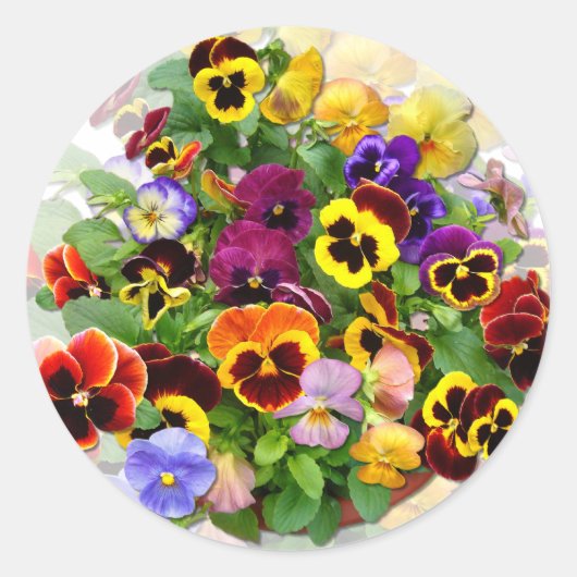 PANSY BEAUTY RONDE STICKER (Voorkant)