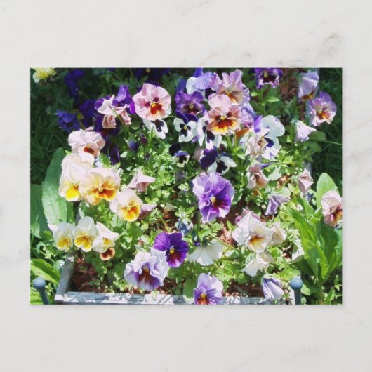 Pansy Bed Briefkaart (Voorkant)
