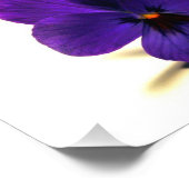 Pansy bij Midnight door Verde Foto Afdruk (Hoek)