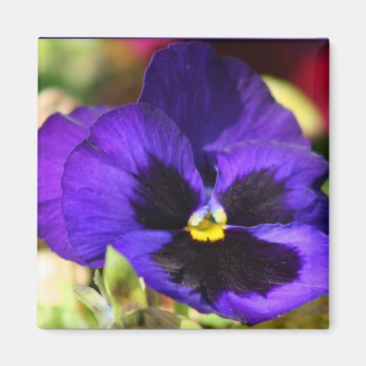 Pansy Bloemmagneet Magneet (Voorkant)