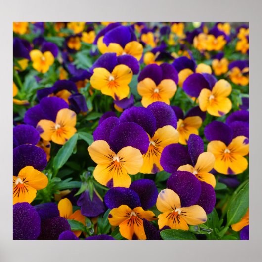 Pansy Bloom: Garden Beauty Close-up. Poster (Voorkant)