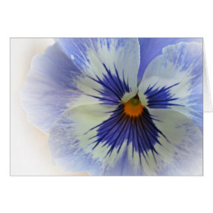 Pansy Blues