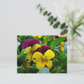Pansy Briefkaart (Staand voorkant)