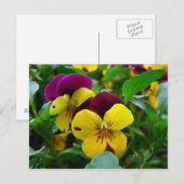 Pansy Briefkaart (Voorkant / Achterkant)