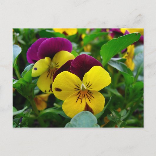 Pansy Briefkaart (Voorkant)