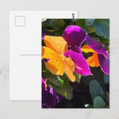 Pansy Briefkaart Oranje en Paars (Voorkant / Achterkant)