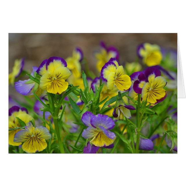 Pansy Carte pour notes (Devant horizontal)
