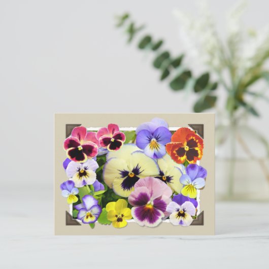 Pansy Delight Briefkaart (Staand voorkant)
