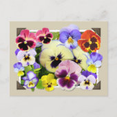 Pansy Delight Briefkaart (Voorkant)