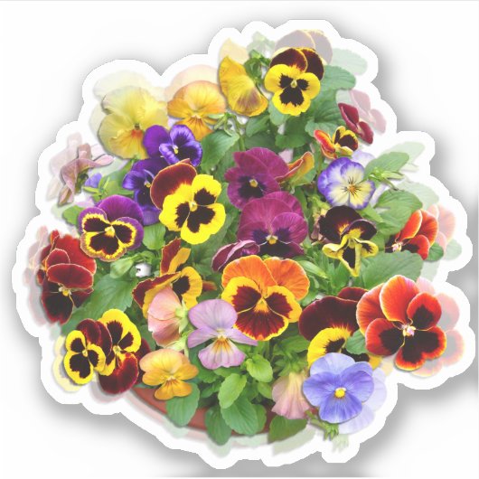 Pansy Display aangepaste vinylSticker Sticker (Voorkant)