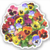 Pansy Display Contour Sticker (Voorkant)
