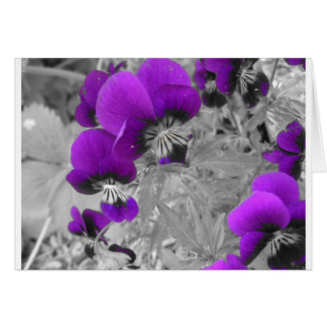 Pansy-effect (Voorkant Horizontaal)
