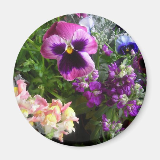 Pansy et amis Magnet (Devant)