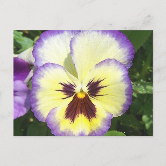 Pansy Flower Afbeeldingen Briefkaart (Voorkant)