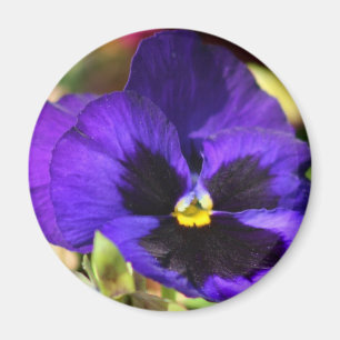 Pansy Flower Magnet Magneet